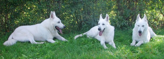 Asty, Kelly a Simara - odpo�inek po n�ro�n�m dni.