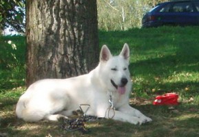 Asty relaxuje
