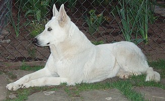 Simara 11 let