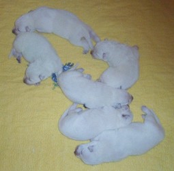 5 dn�