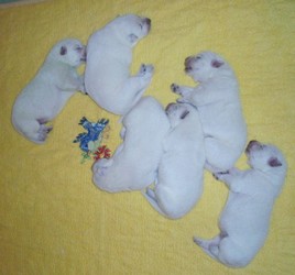 5 dn�
