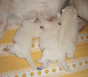 5 denn�